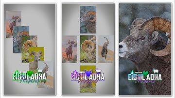 Eid Ul Adha Coming Soon SPECIAL 4K FULL SCREEN NEW TRENDING WHATSAPP STATUS DJ REMIX SHIFA NOOR