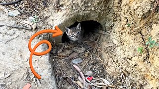 太可怜了！饥肠辘辘的小猫在洞穴里瑟瑟发抖，它们没有水和食物几乎饿死。 by 猫狗一家亲 2,173 views 2 weeks ago 13 minutes, 57 seconds