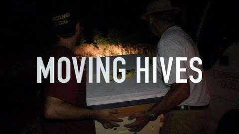 Moving Hives