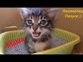 Мяуканье котят! Самое милое видео! 🐱/ Kittens meowing😻