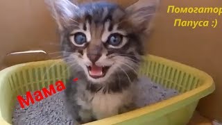 Мяуканье Котят! Самое Милое Видео! 🐱/ Kittens Meowing😻