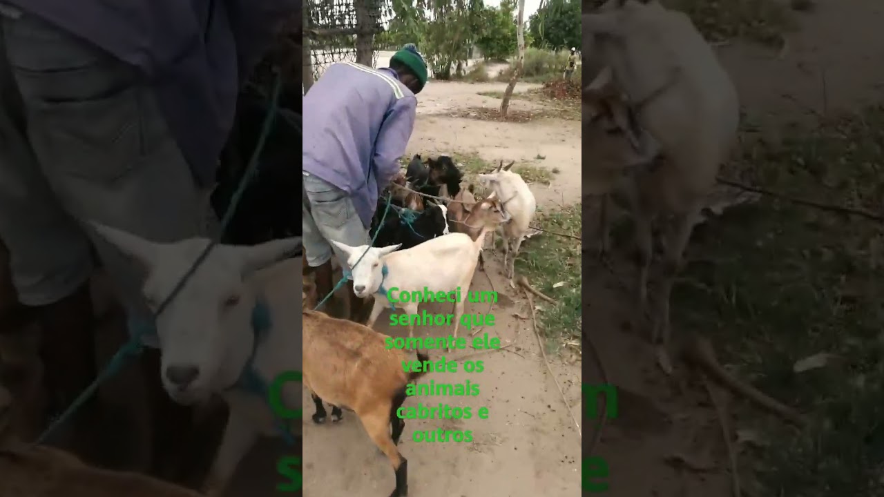 Conheci um senhor que somente ele vende os animais cabritos e outros