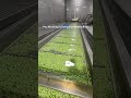 Pea washing and drying machine for food processing plants