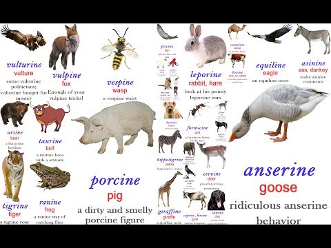 Animal Adjectives Bovine, Lupine, Vulpine, Asinine, Feline, etc.