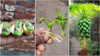 Unique Skill How to grow Papaya tree from Papaya tree stem bark with100% Success|PropagatePapayatree
