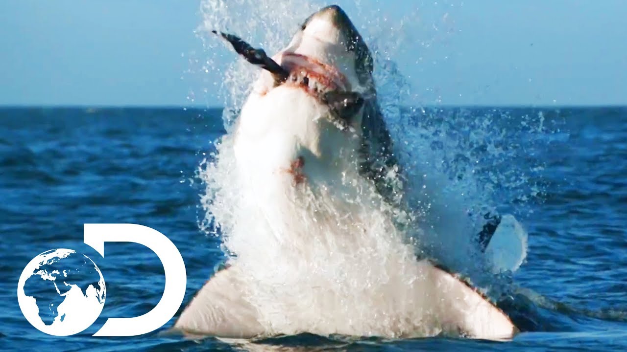 ⁣How Would Orca Attack And Kill A Great White? | Air Jaws: The Hunted | SHARK WEEK 2018