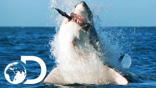 How Would Orca Attack And Kill A Great White? | Air Jaws: The Hunted | SHARK WEEK 2018