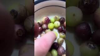 Rainbow Blueberries