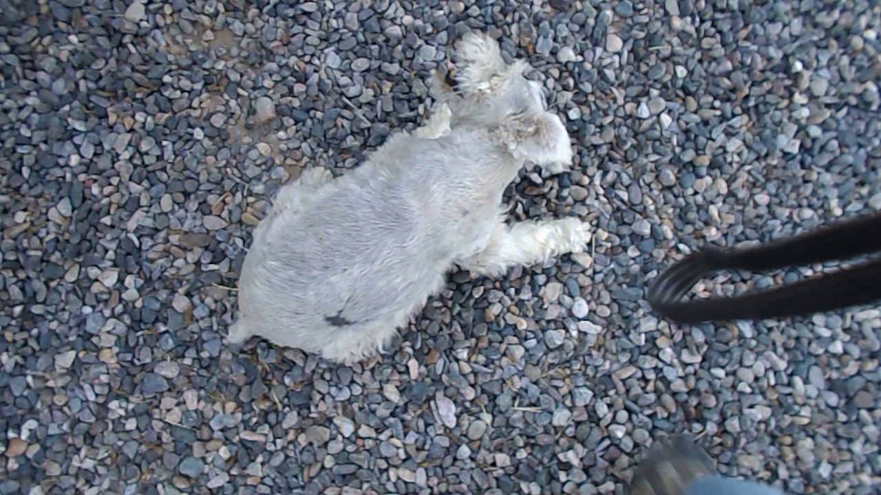 Old Dog Vestibular Disease. YouTube