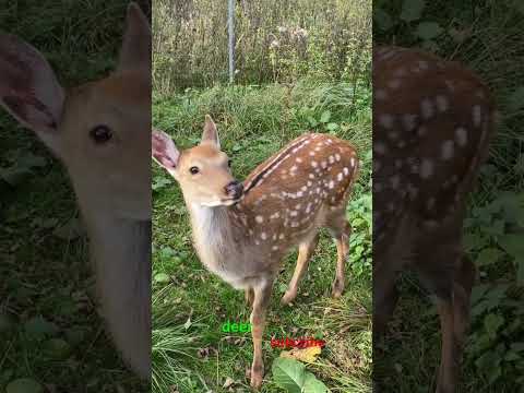 Deer sound | big deer #animalsounds #animals