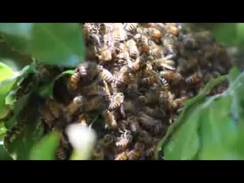 Swarming Bees　阿部寛憲