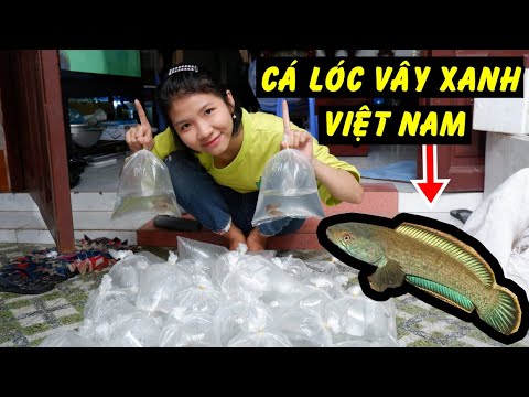 bán cá lóc cảnh 2022 BẤT NGờ với BAO TẢI cá LÓC Vây Xanh Ô cường mang về!