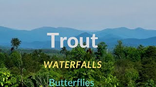 TROUT Fishing, Waterfalls, Butterflies in the Appalachian Mountains by Over Yonderlust 158 views 2 years ago 8 minutes, 39 seconds