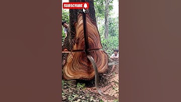 a man cuts down a big tree with a chainsaw. The wood grain looks beautiful#woodworking #chainsaw
