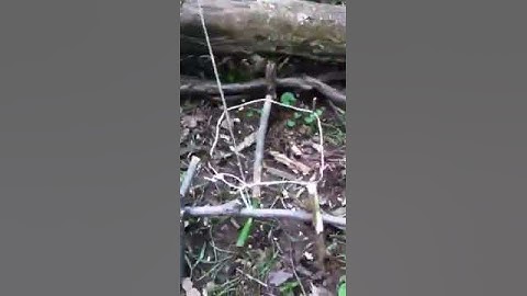 Spring snare trap : part 2
