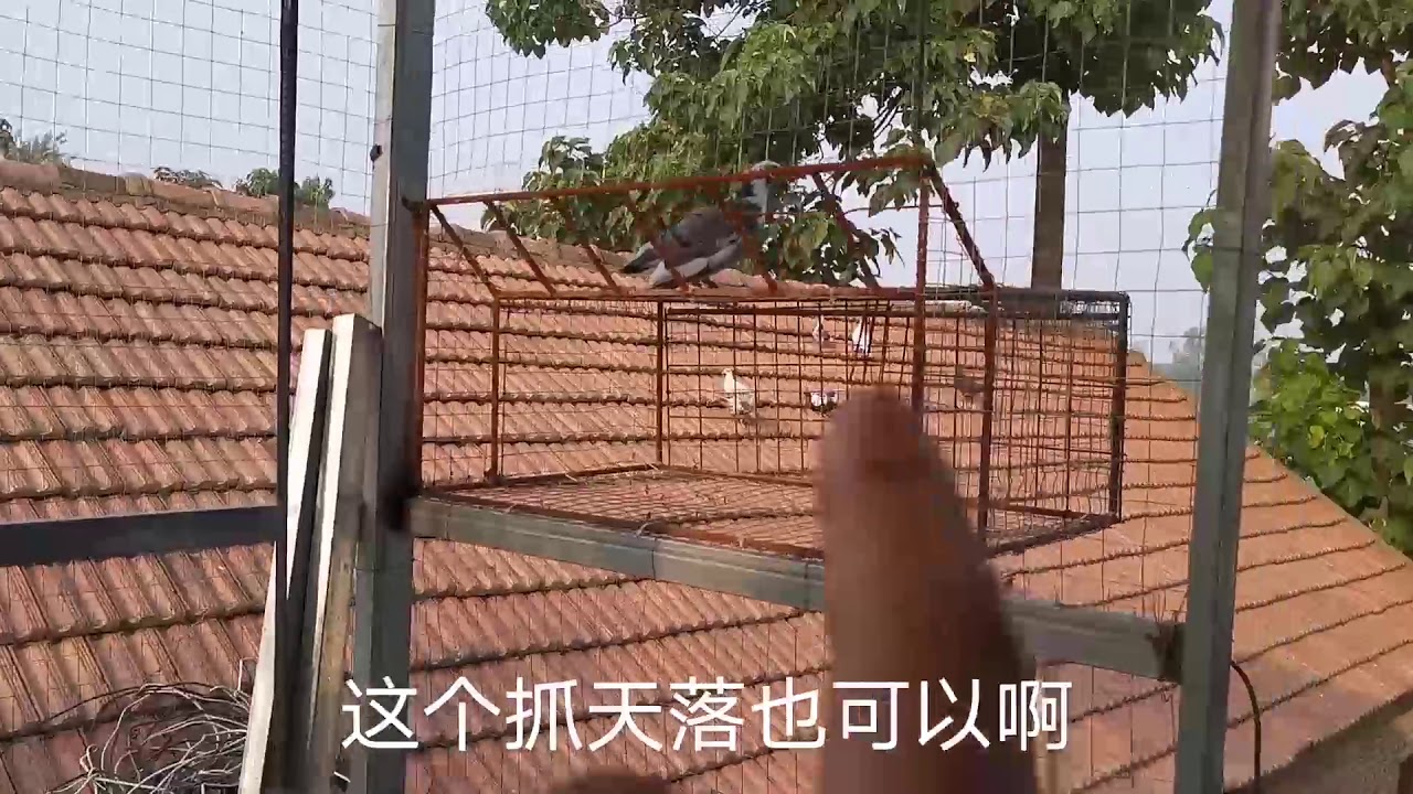 农村简陋鸽棚安装抓天落神器，这样设计来多少抓多少