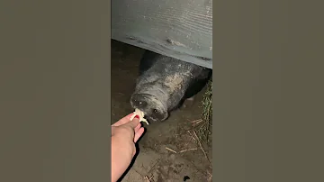 Mr.Shorty eating squash from Thanksgiving dinner