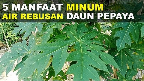 5 Manfaat Minum Air Rebusan Daun Pepaya Yang Menakjubkan