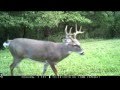 Trail Camera Video Mode October 2016 Deer Turkey Fox Buck