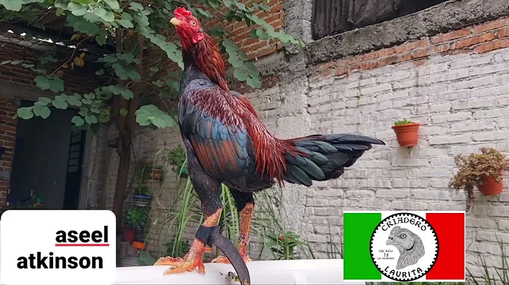 GALLOS asil ATKINSON