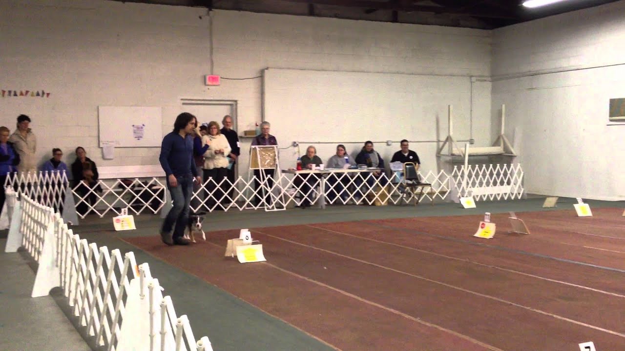 AKC Rally Advanced B First Place, Sammy the Rat Terrier | Instinct Dog ...
