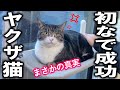 凶暴猫は人馴れ修行中！脱走事件から戻ったら、まさかの甘えんぼになってしまった禁断の猫あるある