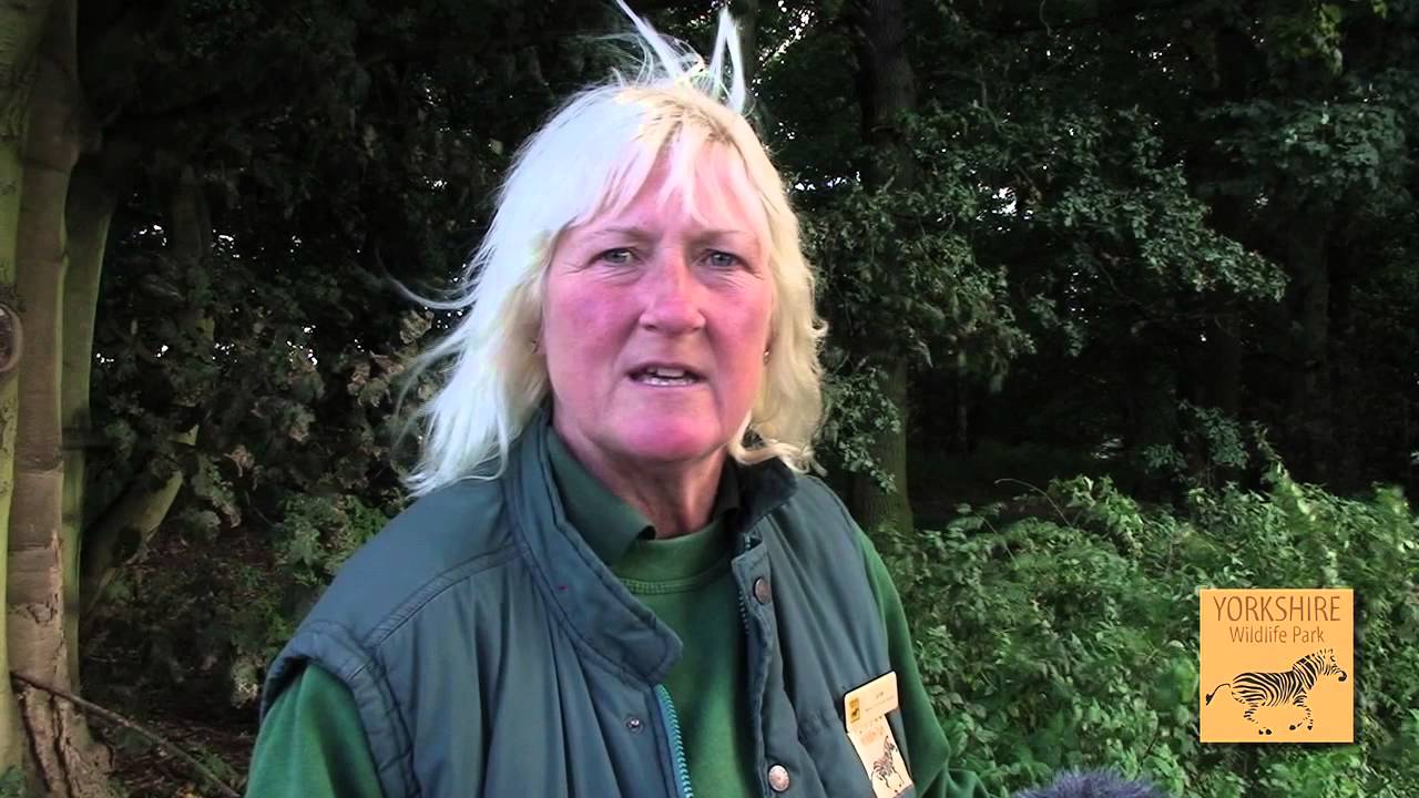 days out in. yorkshire Yorkshire Wildlife Park - Russian Tiger & Leopard Day 2015