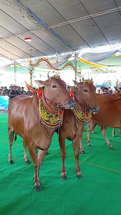 Tradisi Kontes Sapi Sonok #sapimadura #sapibetina