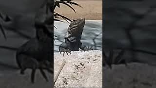 Iguanodon New Dinosaur Iguana Iguanodon New Dinosaur Iguana Iguanodon New Dinosaur