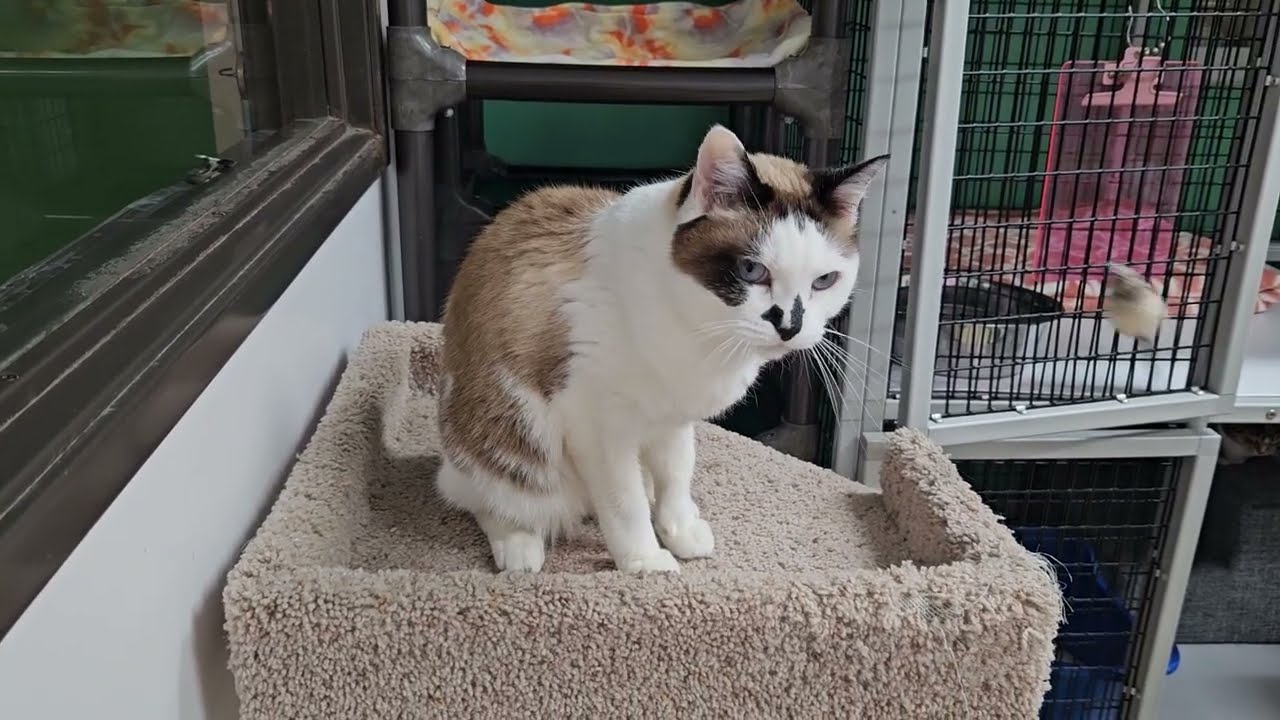 Shelter Cat Kelly Takes on Flying Mouse Demon on Her Own! [REAL]