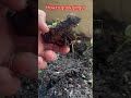 #grow your own #ginger at home #gardentips #naturopathy #learnonyoutube #holisticshe #gingertea