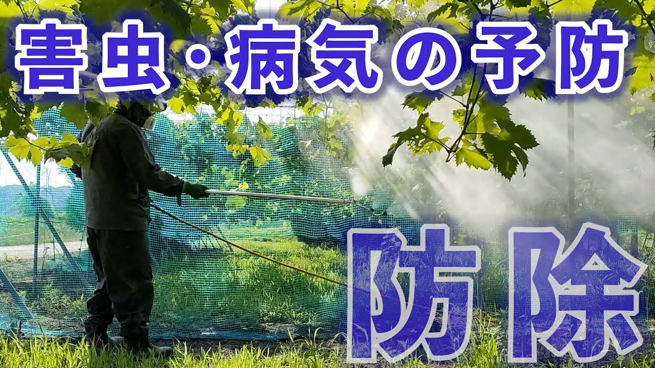 【ぶどう農家解説】害虫や病気の脅威からぶどうを守れ！！　ー防除・農薬散布についてー　【方法と注意事項の紹介】