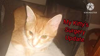 Valentine ( My Kitty's Surgery Update)
