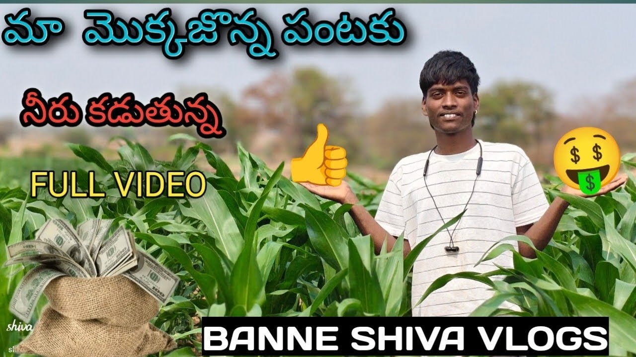 🔥మా  మొక్కజొన్న పంటకు ll llనీరు కడుతున్న ll FULL VIDEO ll BANNE SHIVA VLOGS #trending #Rythu 