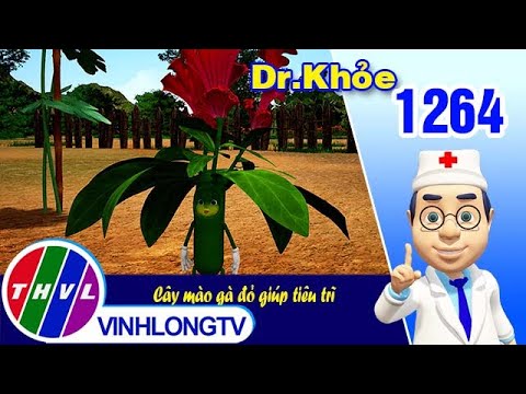 Video Dr. Khỏe - Tập 1264: Cây mào gà đỏ giúp tiêu trĩ | THVL - youtube