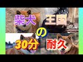 柴犬王国30分耐久動画！