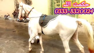 white horses , for sale 0333,8320024, by nawaz horse wala