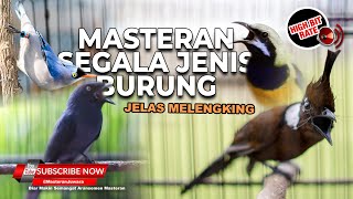 Masteran Segala Macam Burungsuara Burung Kecil Melengking Dan Tembakan