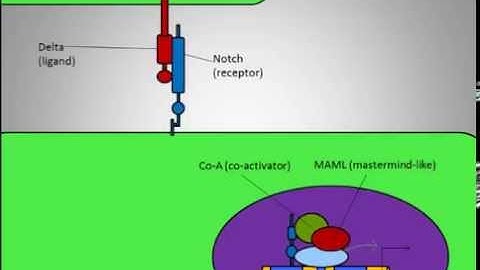 Delta-Notch Signaling Pathway in Neurogenesis