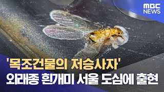 '목조건물의 저승사자' 외래종 흰개미 서울 도심에 출현…