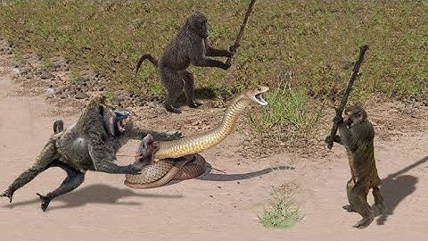 Monkey Saves Mouse From Snake Attack