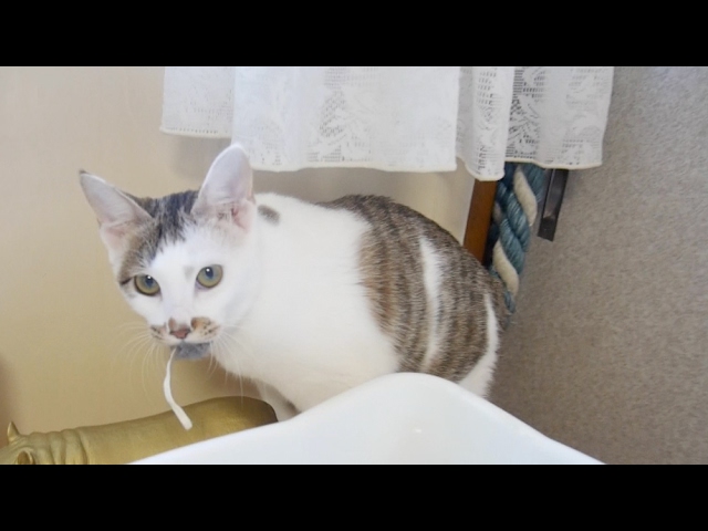 猫にネズミのおもちゃをあげてみたらヤバかった Youtube