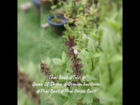 Videó: Sába királynője bazsalikom növény: Sába királynője bazsalikom növekedése a kertben