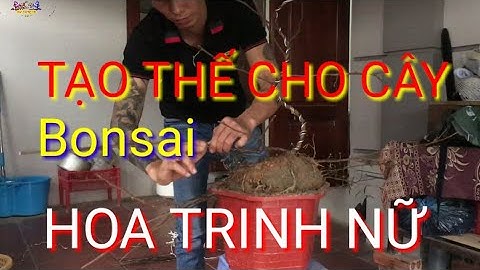 Cách Tạo Thế Cho Cây - Hoa Trinh Nữ - Bonsai - Đào Vượng HV