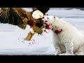 Polar bears vs eagles - great chase