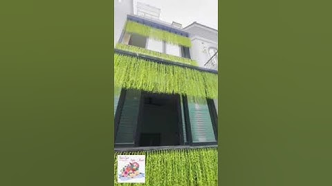 DÂY CÚC TẦN NHỰC TRANG TRÍ