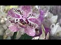 Орхидеи в Леруа Мерлен. Что на уценке?