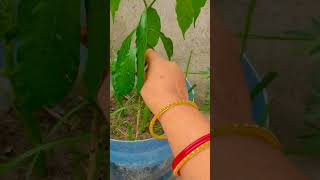 barish aur cutting grow krne ka best time 🌱💦 #garden #plants #plantslover #youtubeshorts #trending