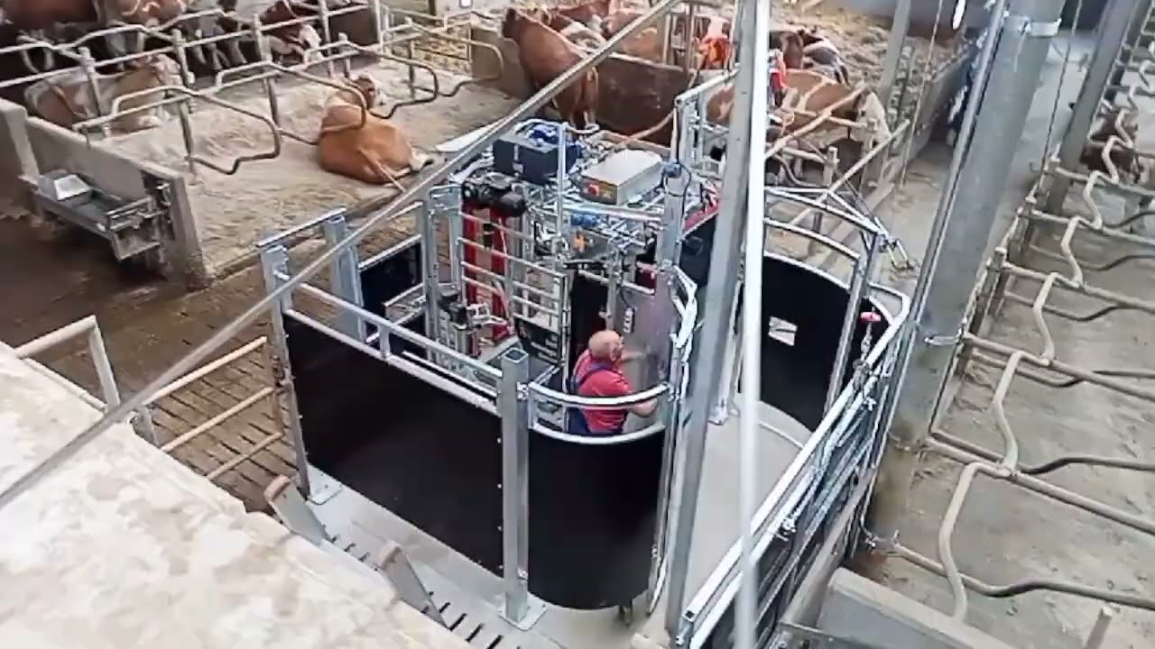 LOSTRE Zutrieb-System in Verbindung mit Klauenpflegestand auf engstem Raum - Defi Woldegk GmbH