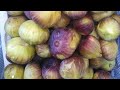 تين الزراقي الفلسطيني سعر الشتله جمله ع 5 الاف 07808048104 